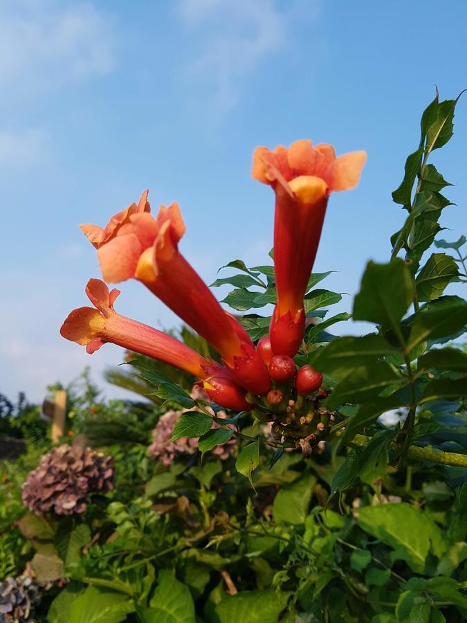 Jeju Eco Suites Seogwipo Ngoại thất bức ảnh